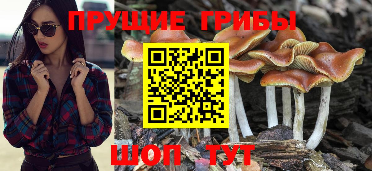 Псилоцибиновые грибы MAGIC MUSHROOMS  Вход с VPN  где купить наркотик  Псилоцибиновые грибы MAGIC MUSHROOMS  Тобольск 