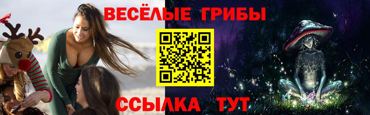 Псилоцибиновые грибы Psilocybe Тобольск